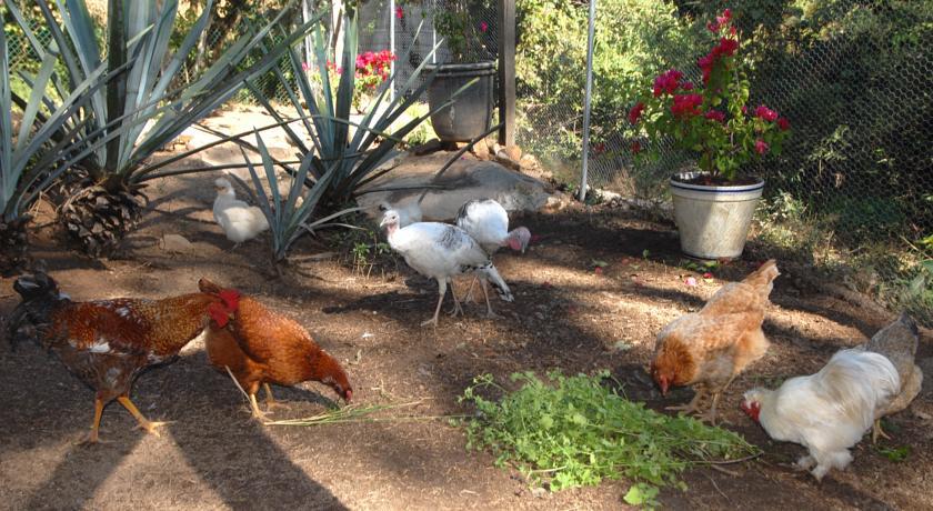 Villa Azalea Inn & Organic Farm JALISCO Ngoại thất bức ảnh